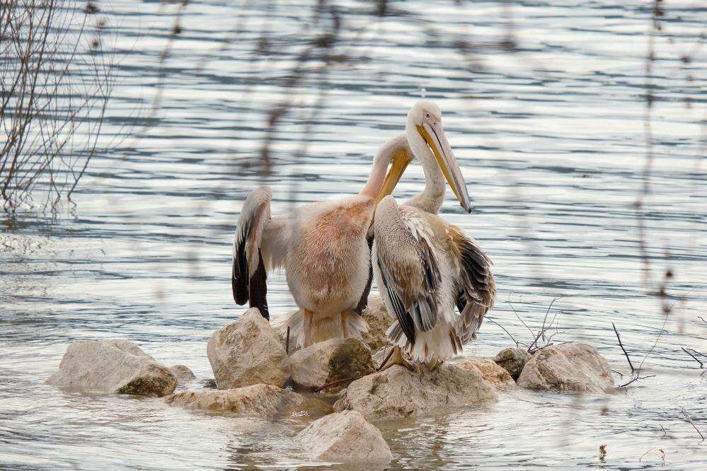 Kuraklıkla boğuşan Türkiye’nin yaşayan gölü, yeniden küçük Venedik oldu 3